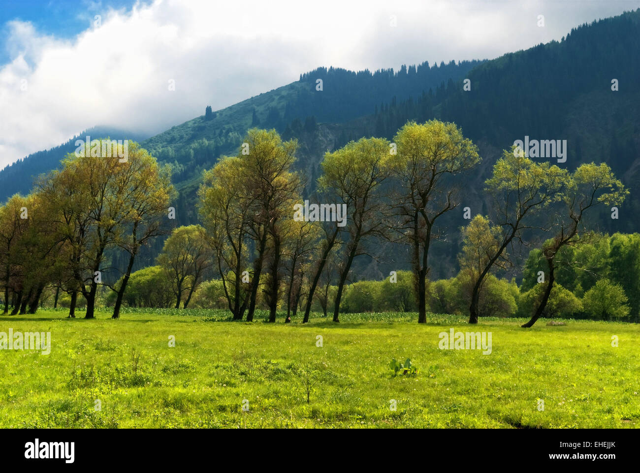 Group of trees in mountains Stock Photo