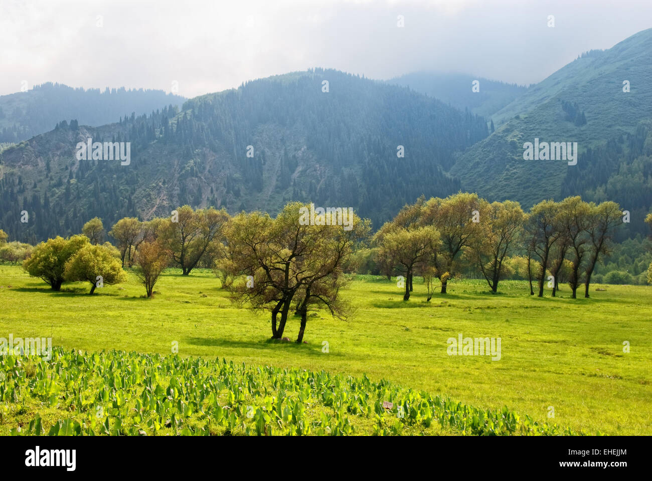 Group of trees in mountains Stock Photo