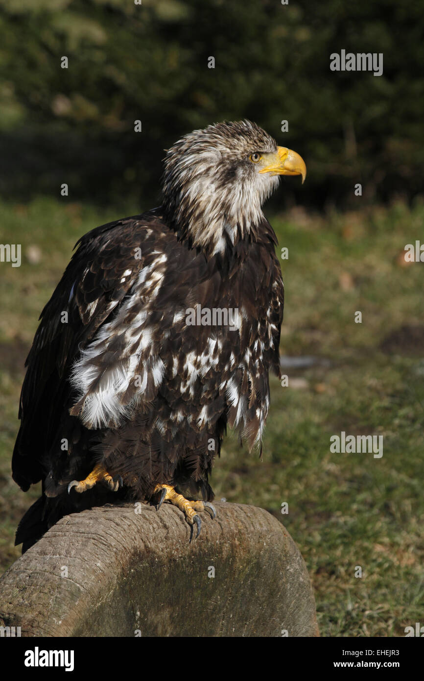 White headed raptor hi-res stock photography and images - Alamy