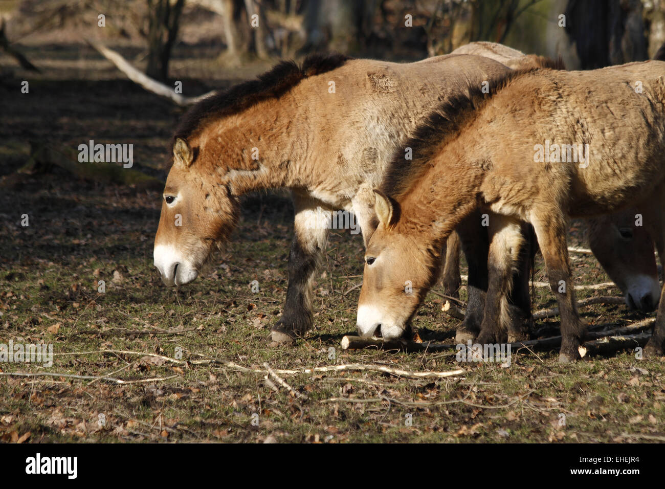 Mongolian wild horses Stock Photo