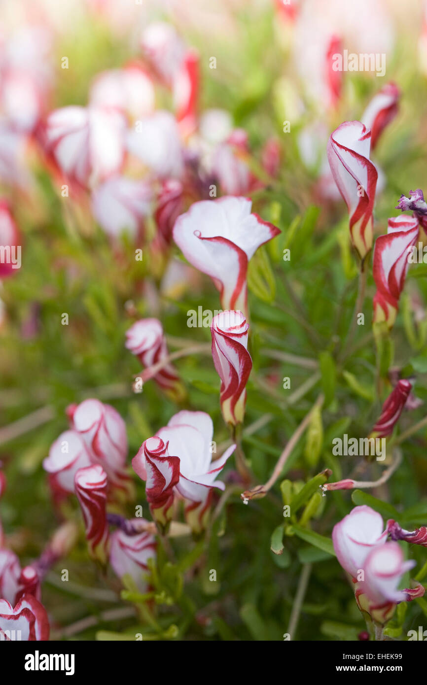 Oxalis versicolor flowers. Candy cane sorrel growing in a protected environment. Stock Photo