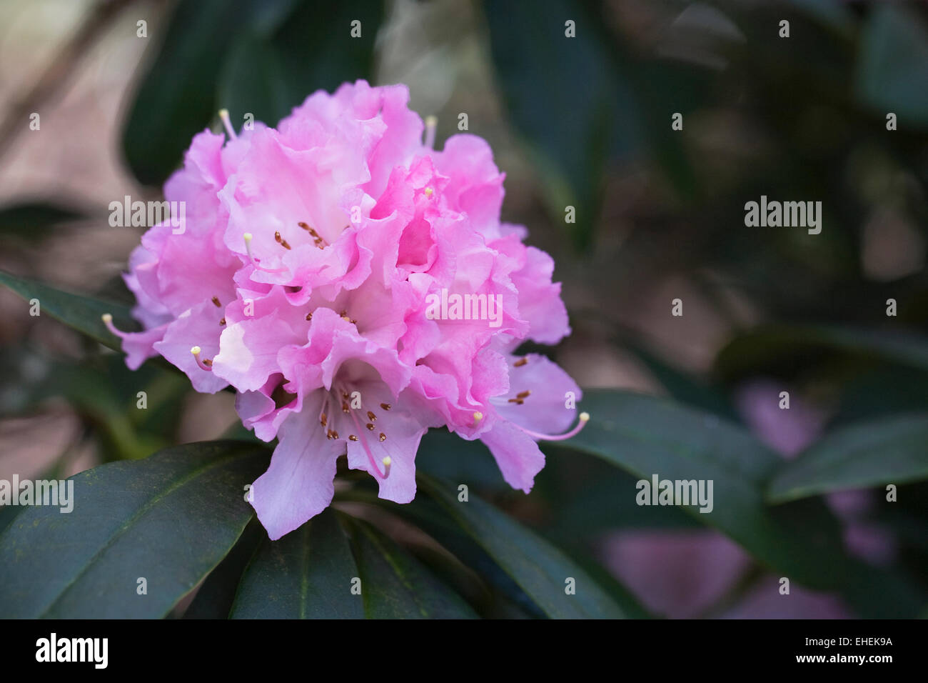 Rhododendron 'Christmas Cheer' flower. Stock Photo