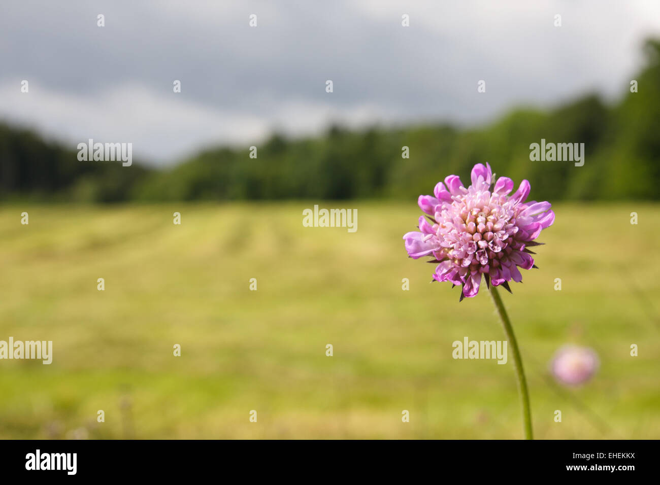 Flower and meadow Stock Photo