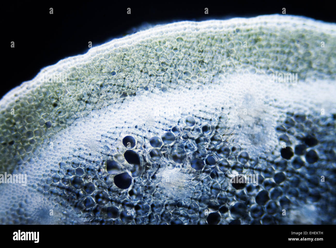 Pflanzenzellen - Plant cells Stock Photo