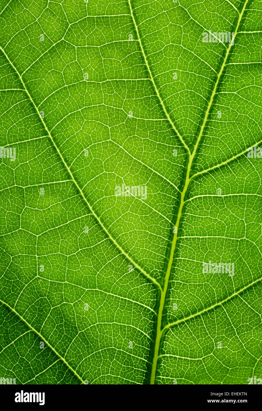 Oak leaf background hi-res stock photography and images - Alamy