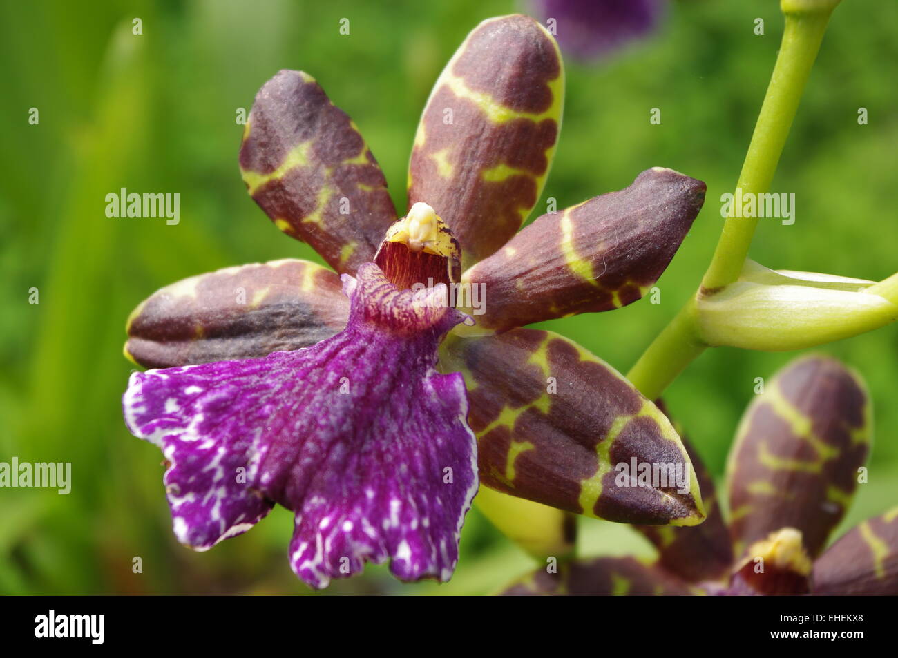 Orchid Flower - Zygopetalum Sp. Stock Photo