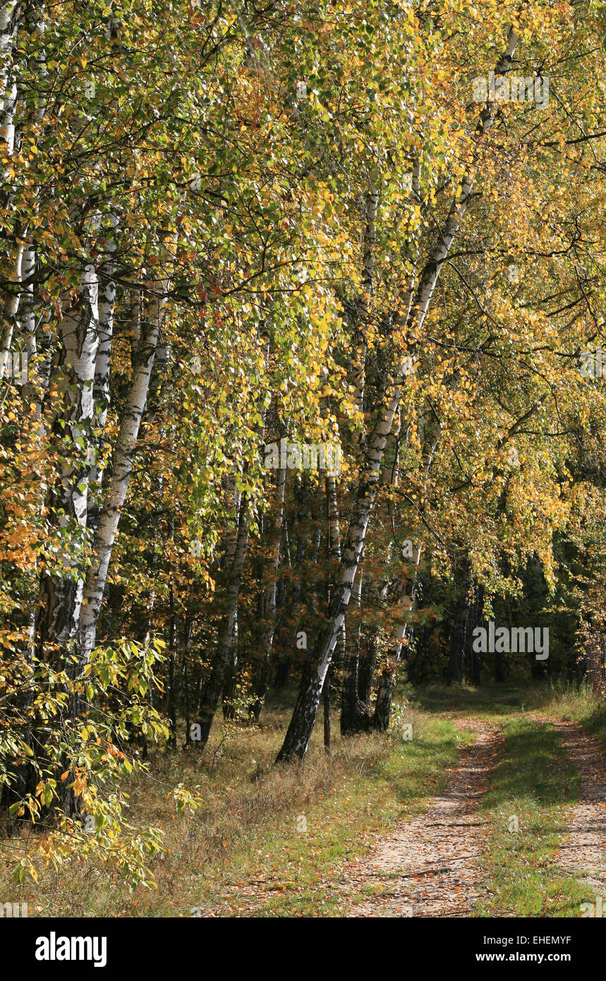 autumn birch trees Stock Photo - Alamy