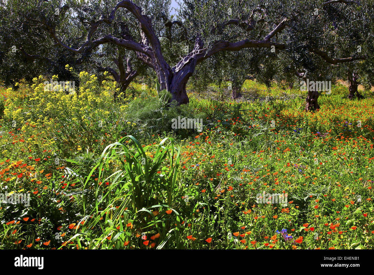 flourishing olive grove, Sicily, Italy Stock Photo