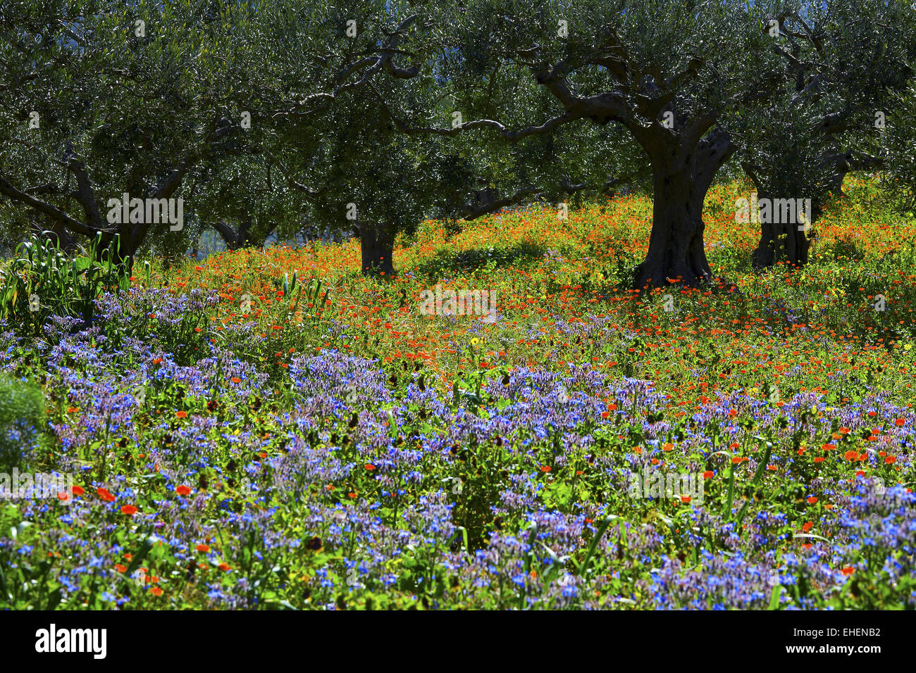 flourishing olive grove, Sicily, Italy Stock Photo