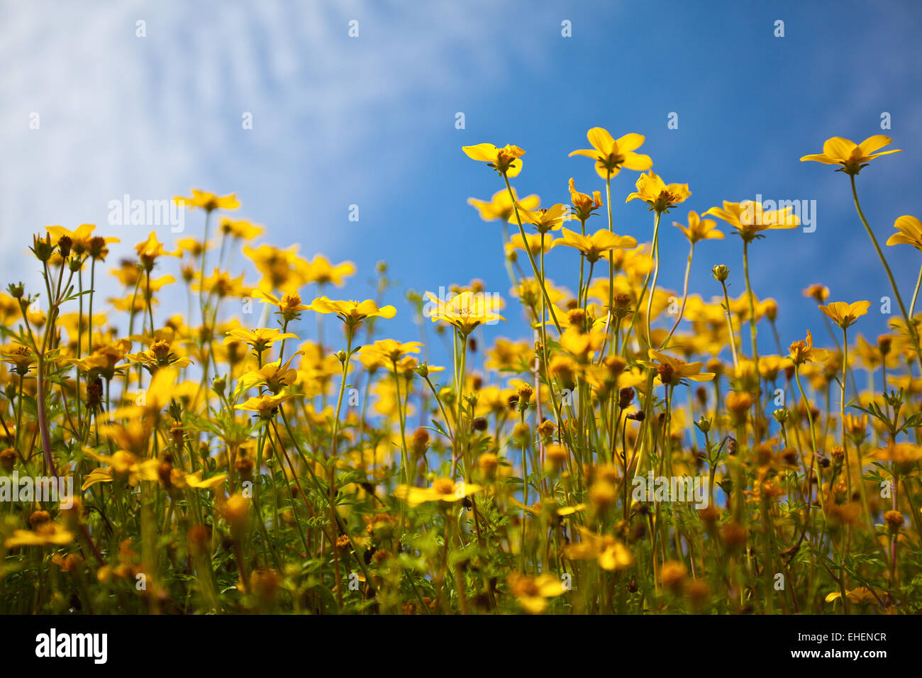 Flowers on Summer Meadow Stock Photo