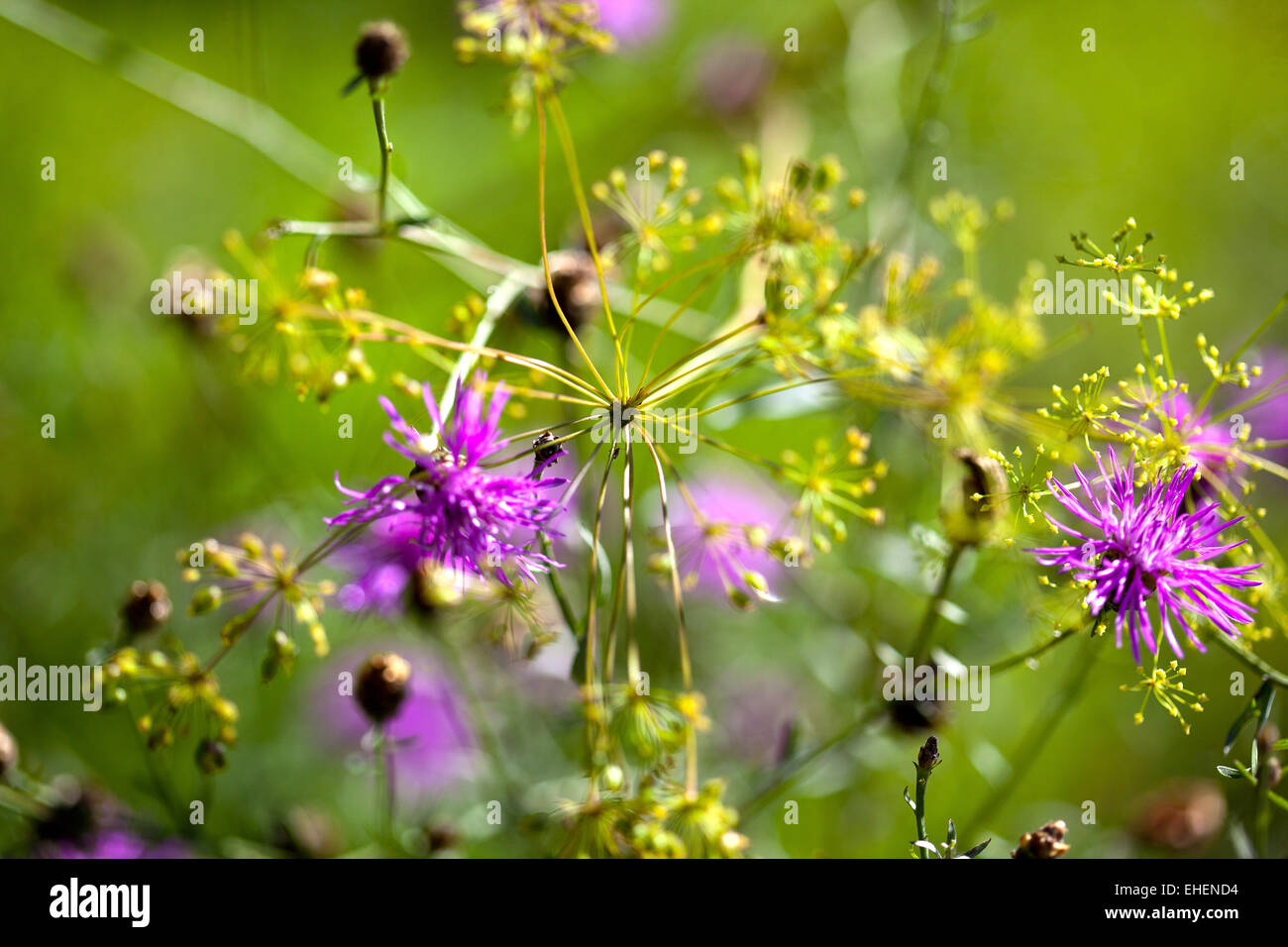 Flowers on Summer Meadow Stock Photo