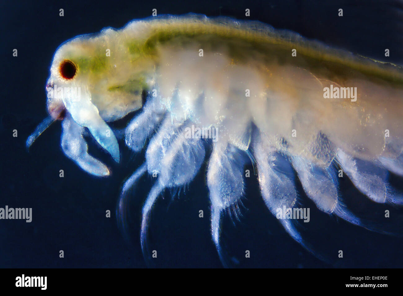 Artemia salina hi-res stock photography and images - Alamy