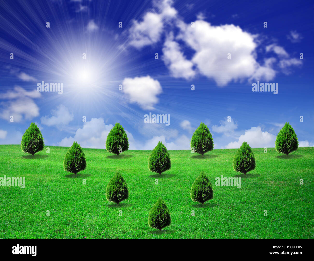 Row pine trees on hi-res stock photography and images - Alamy