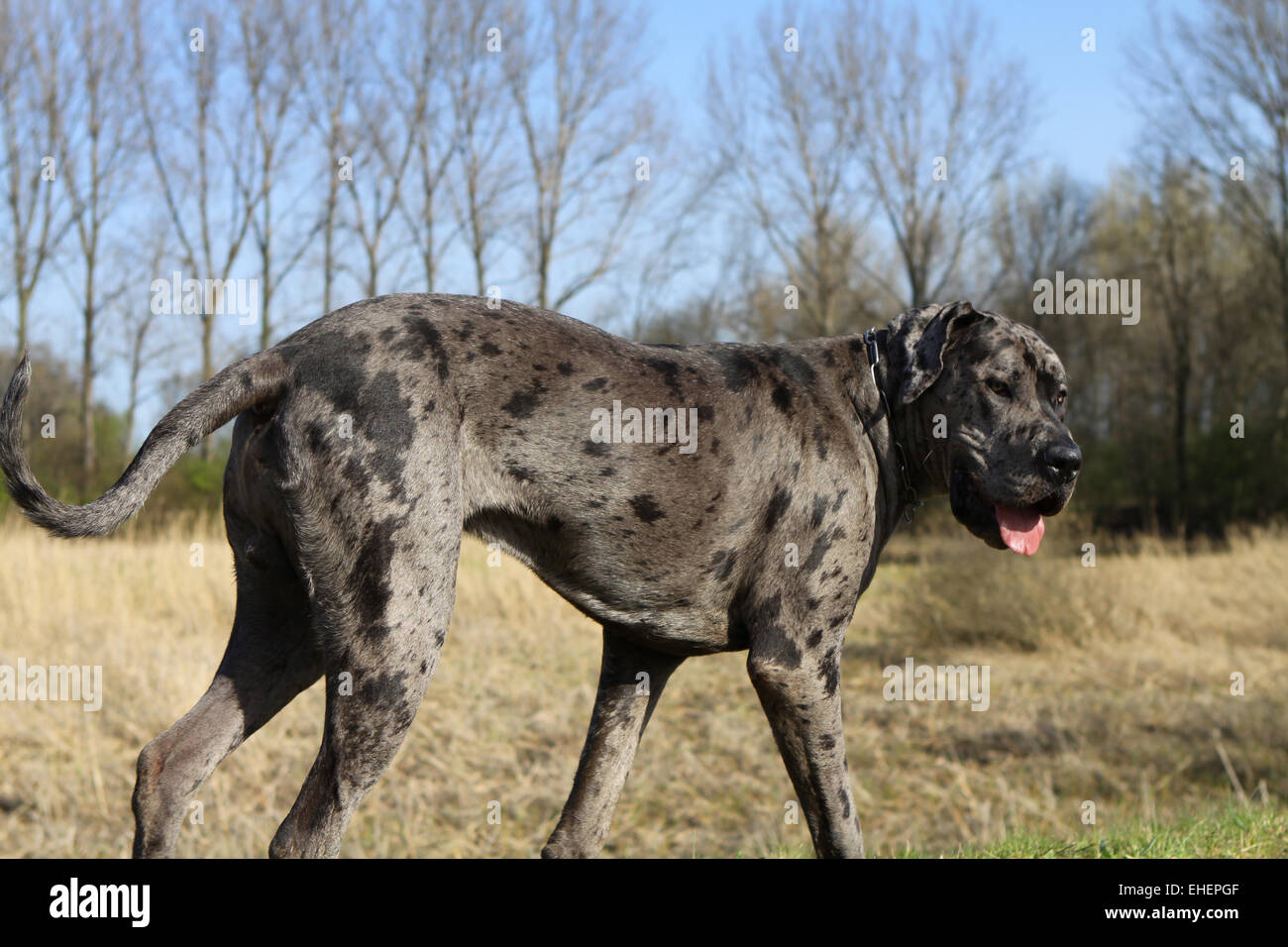 German Dogge Stock Photo