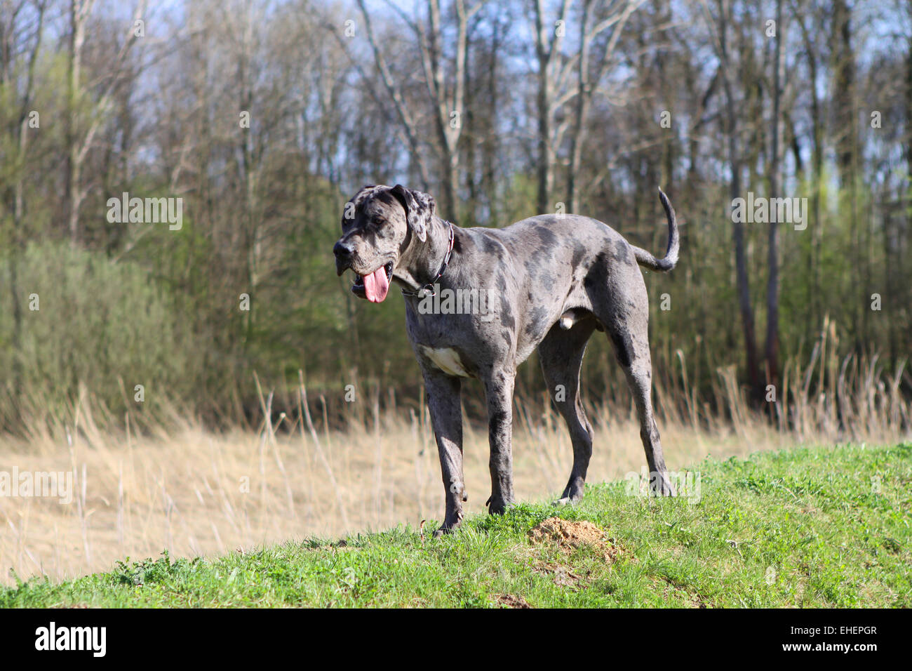 German Dogge Stock Photo