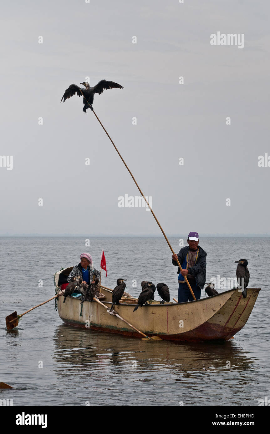 Lake Erhai, Cormorant Fishing Stock Photo Alamy