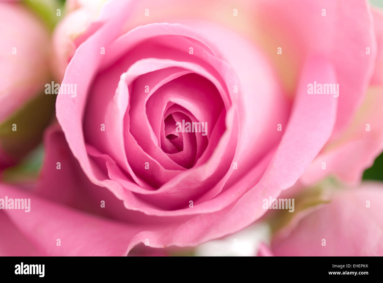 Pink rose close up full frame background Stock Photo - Alamy