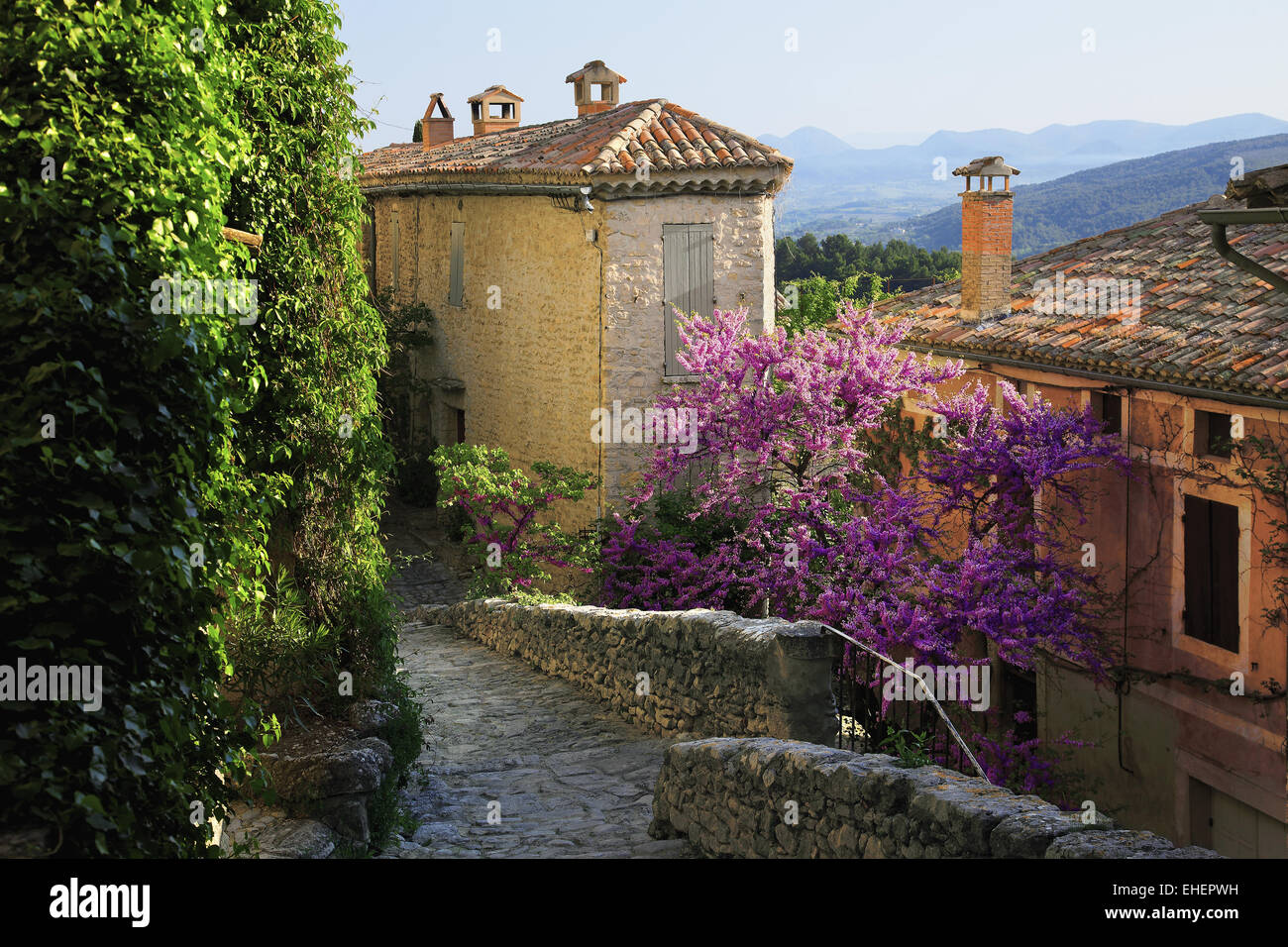 alley with flowering tree, Crestet, Provence Stock Photo