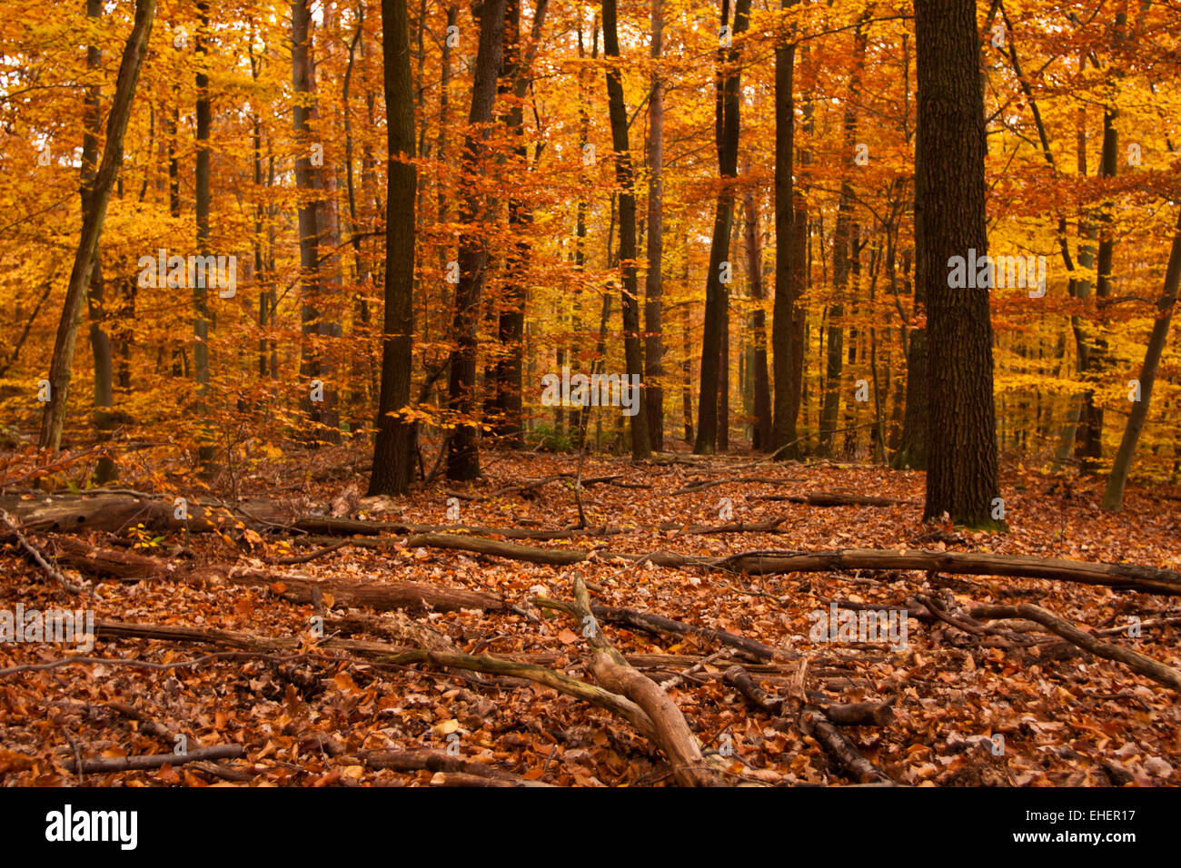 Forest in autumn Stock Photo - Alamy
