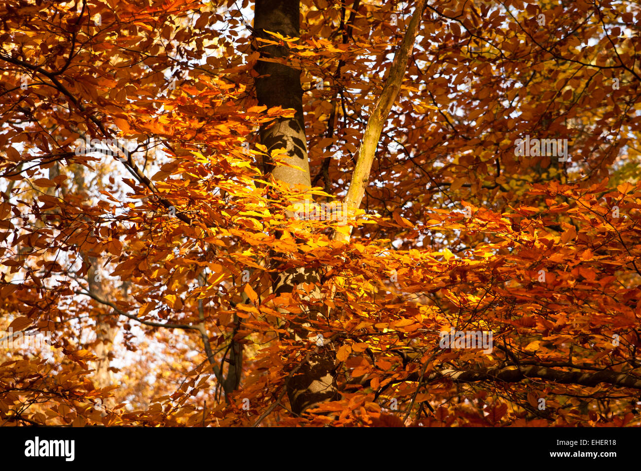 tree in autumn Stock Photo