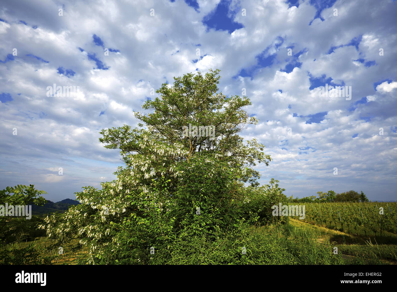 acaia tree above the vineyard, Germany Stock Photo