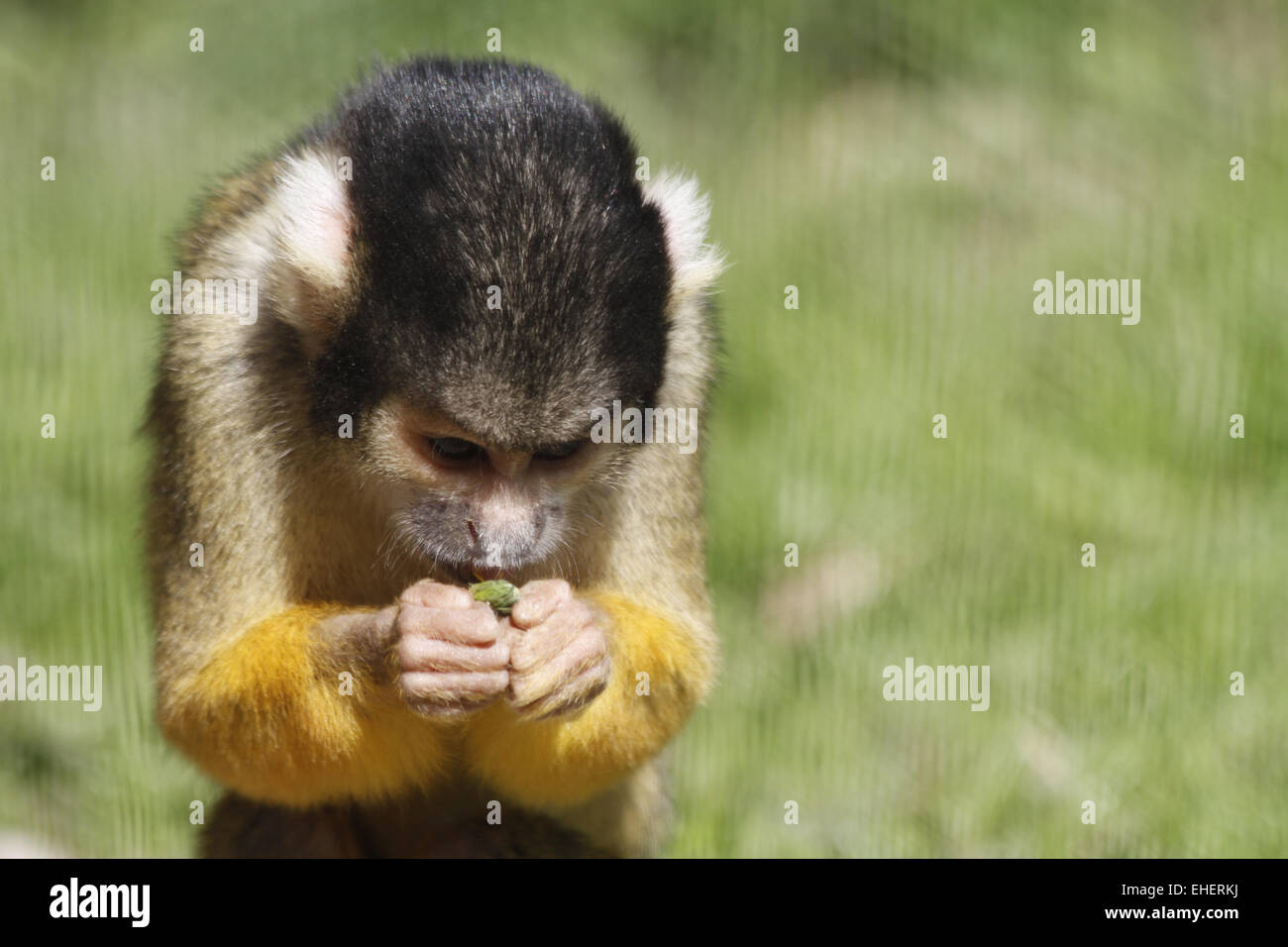 squirrel monkey Stock Photo