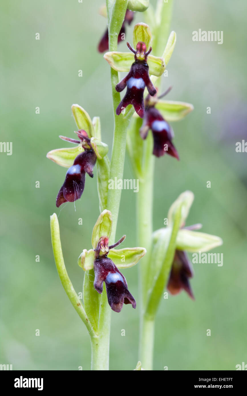 Fly orchid Stock Photo