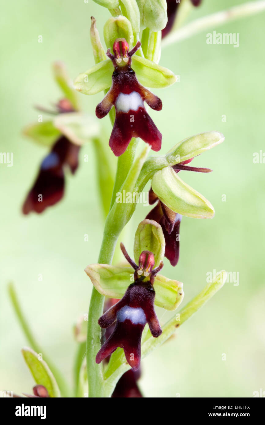 fly orchid Stock Photo