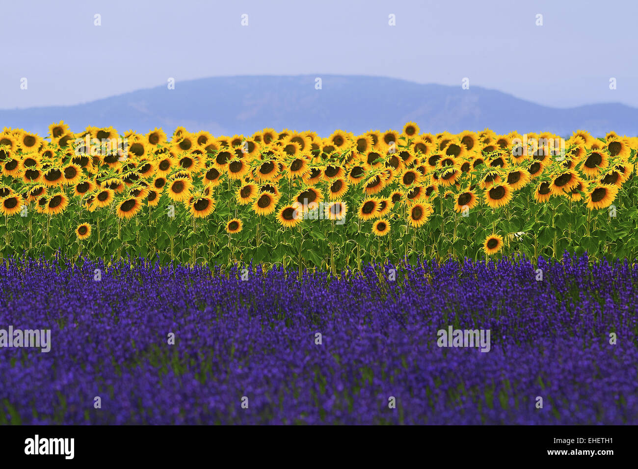 sunflowers and lavender, Provence, France Stock Photo Alamy