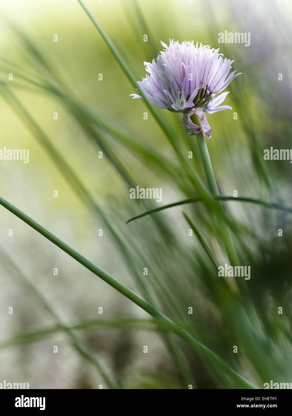 Blooming Chive Stock Photo
