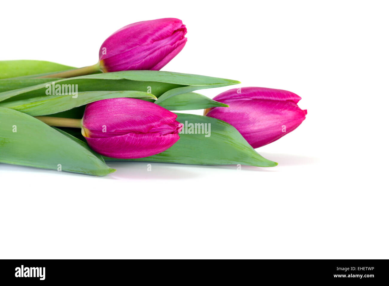 Tulips Three Photography Abstract Background Tulips Three Photography Abstract Background