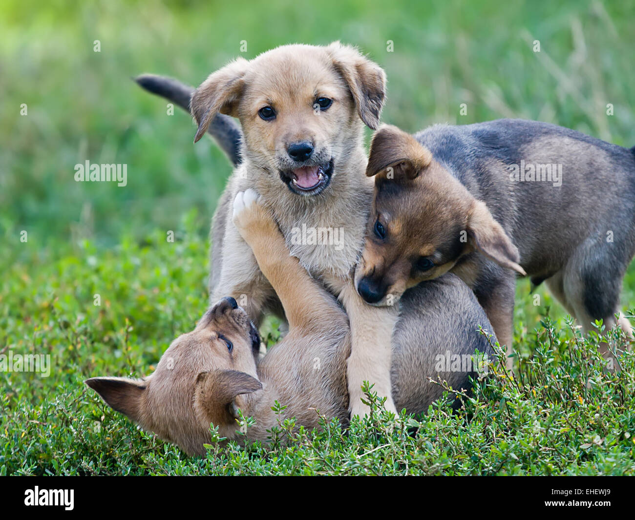 Three young puppies playing on the grass Stock Photo Alamy