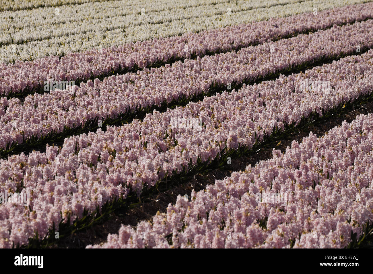 Flower field with garden hyacinths Stock Photo
