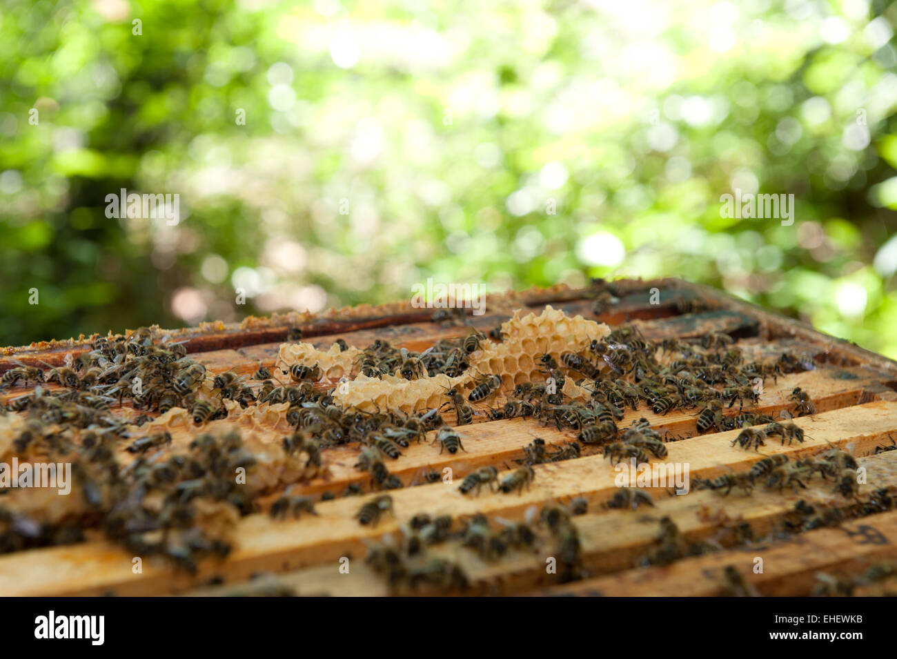Honeybees Stock Photo