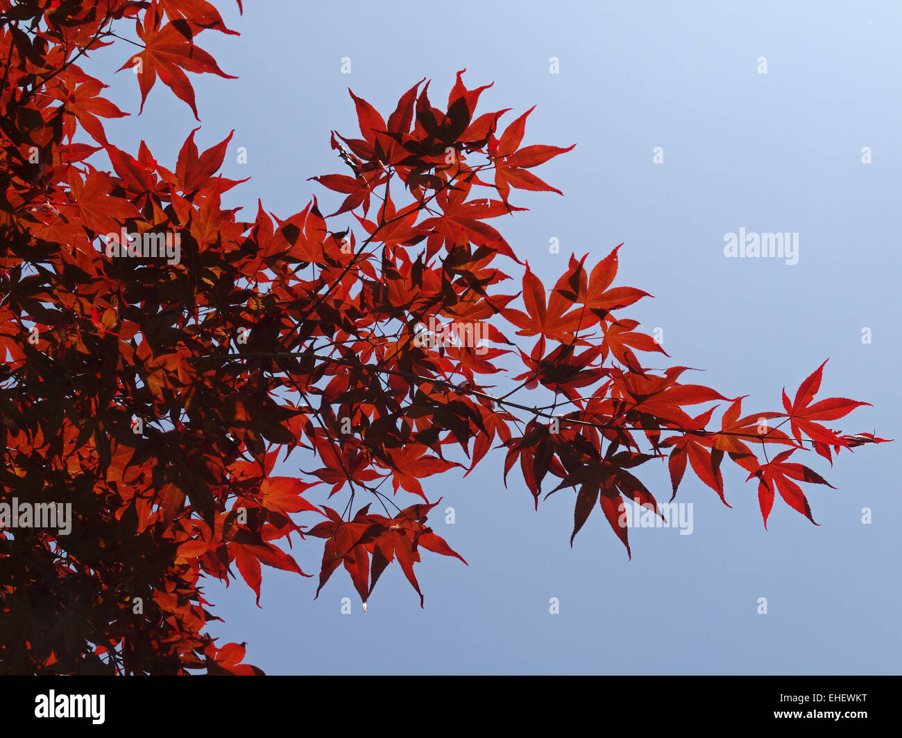 Japanese Maple, Smooth Japanese Maple Stock Photo Alamy