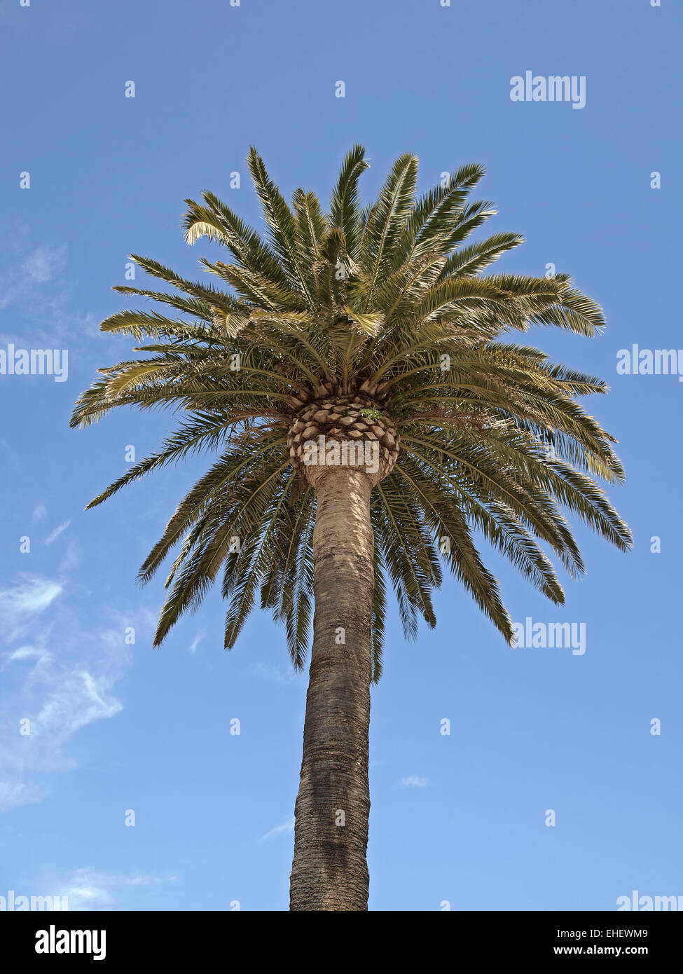 Canary Islands Date Palm, Phoenix canariensis Stock Photo Alamy
