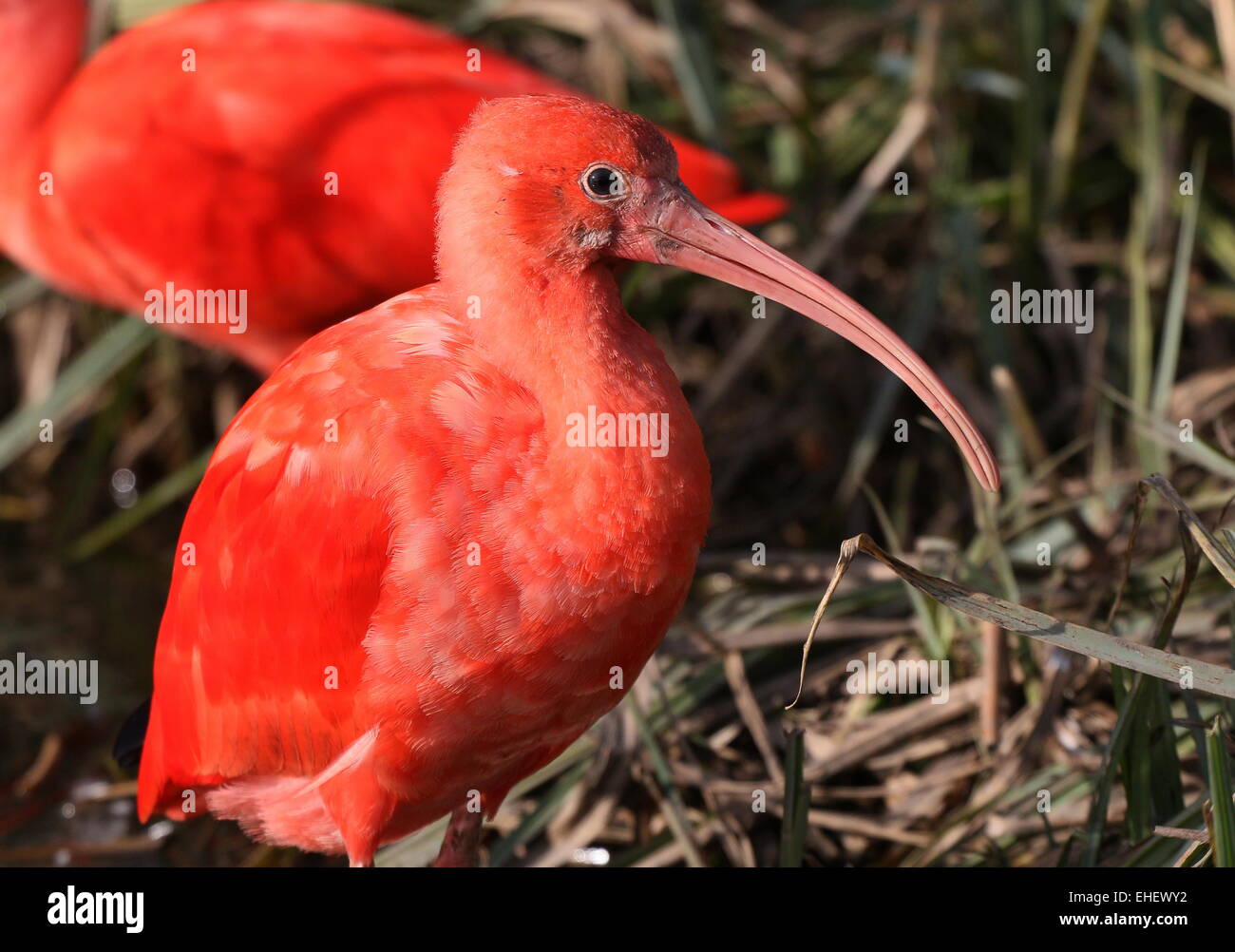 Scarlet Ibis (Eudocimus ruber) portrait, seen in profile Stock Photo