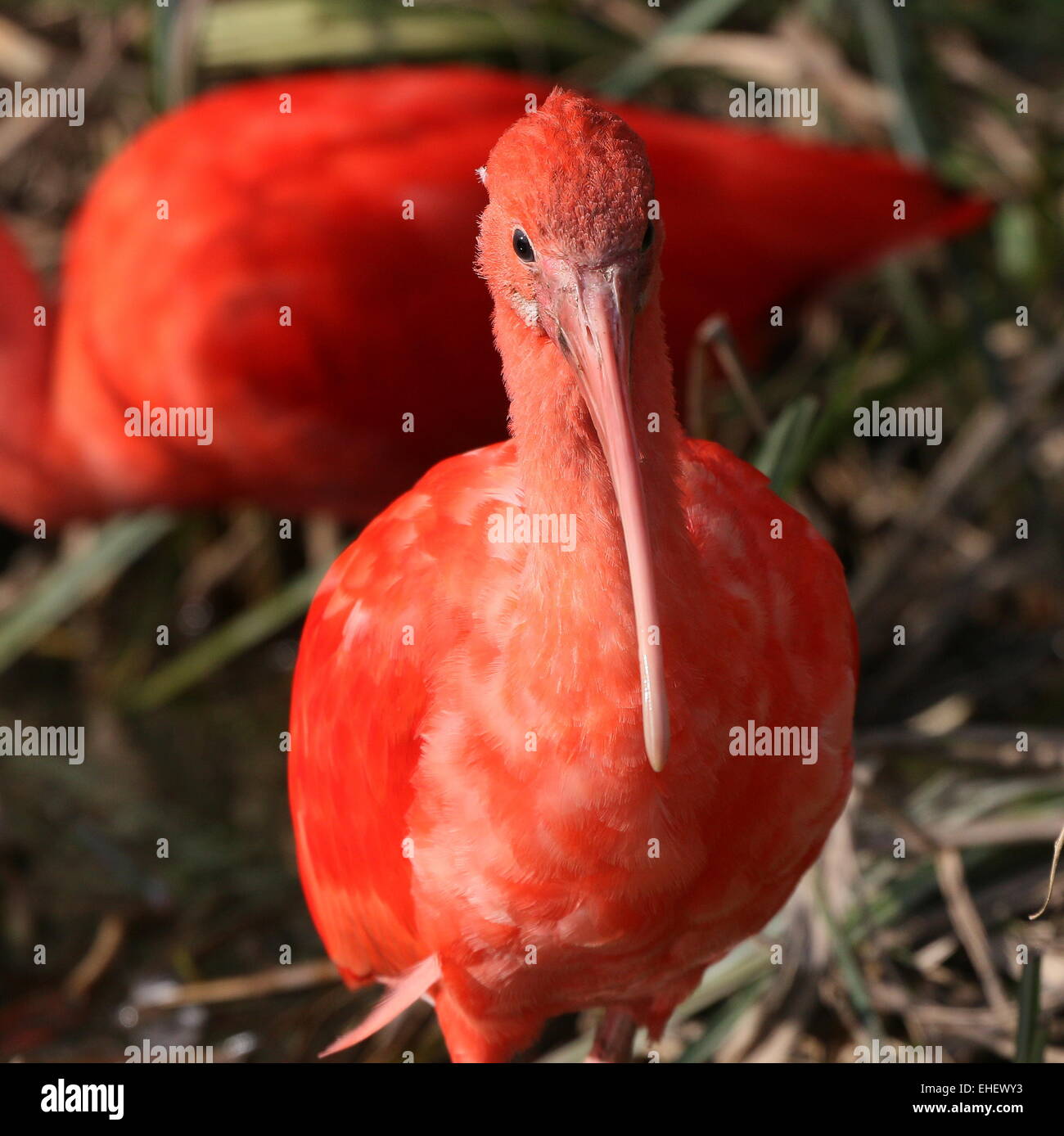 Scarlet Ibis (Eudocimus ruber) portrait Stock Photo