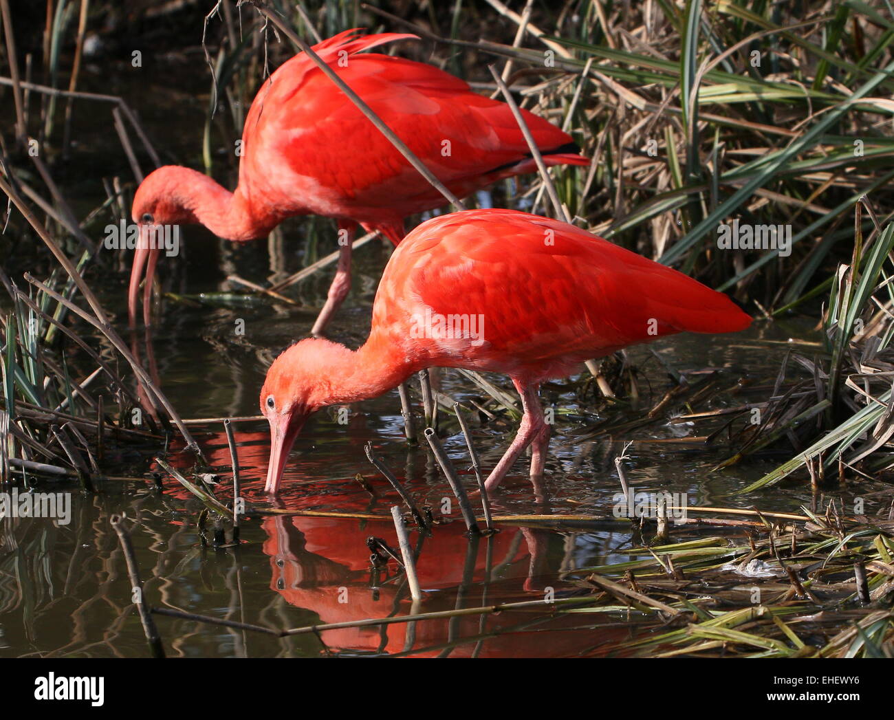 Close-up of two South American  Scarlet Ibises (Eudocimus ruber) foraging in wetlands Stock Photo