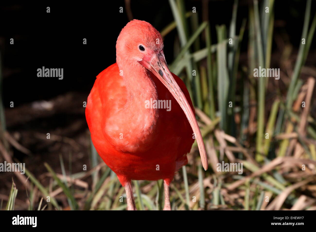 Close-up of a South American  Scarlet Ibis (Eudocimus ruber) Stock Photo