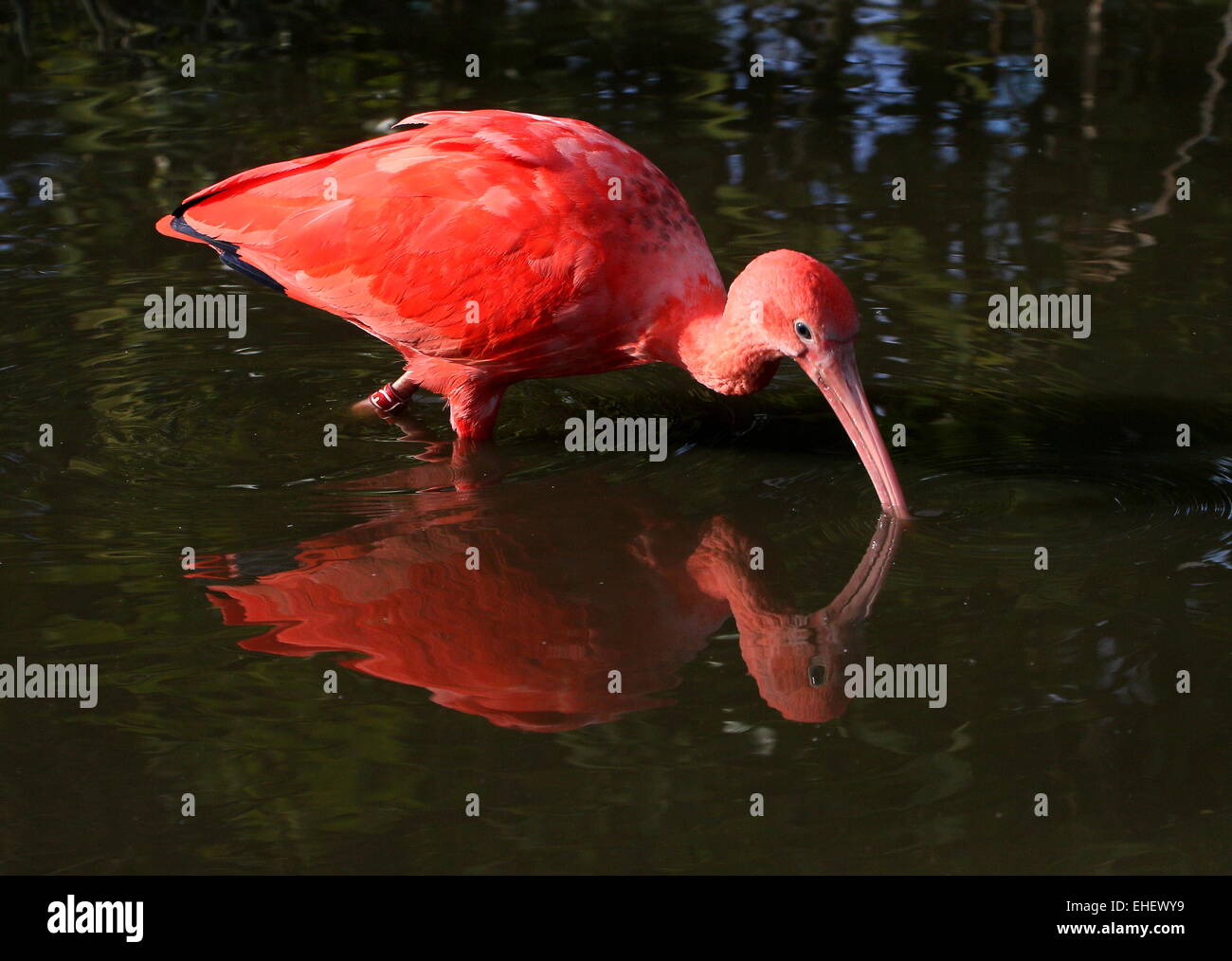 Close-up of a neotropical Scarlet Ibis (Eudocimus ruber) foraging in a lake Stock Photo