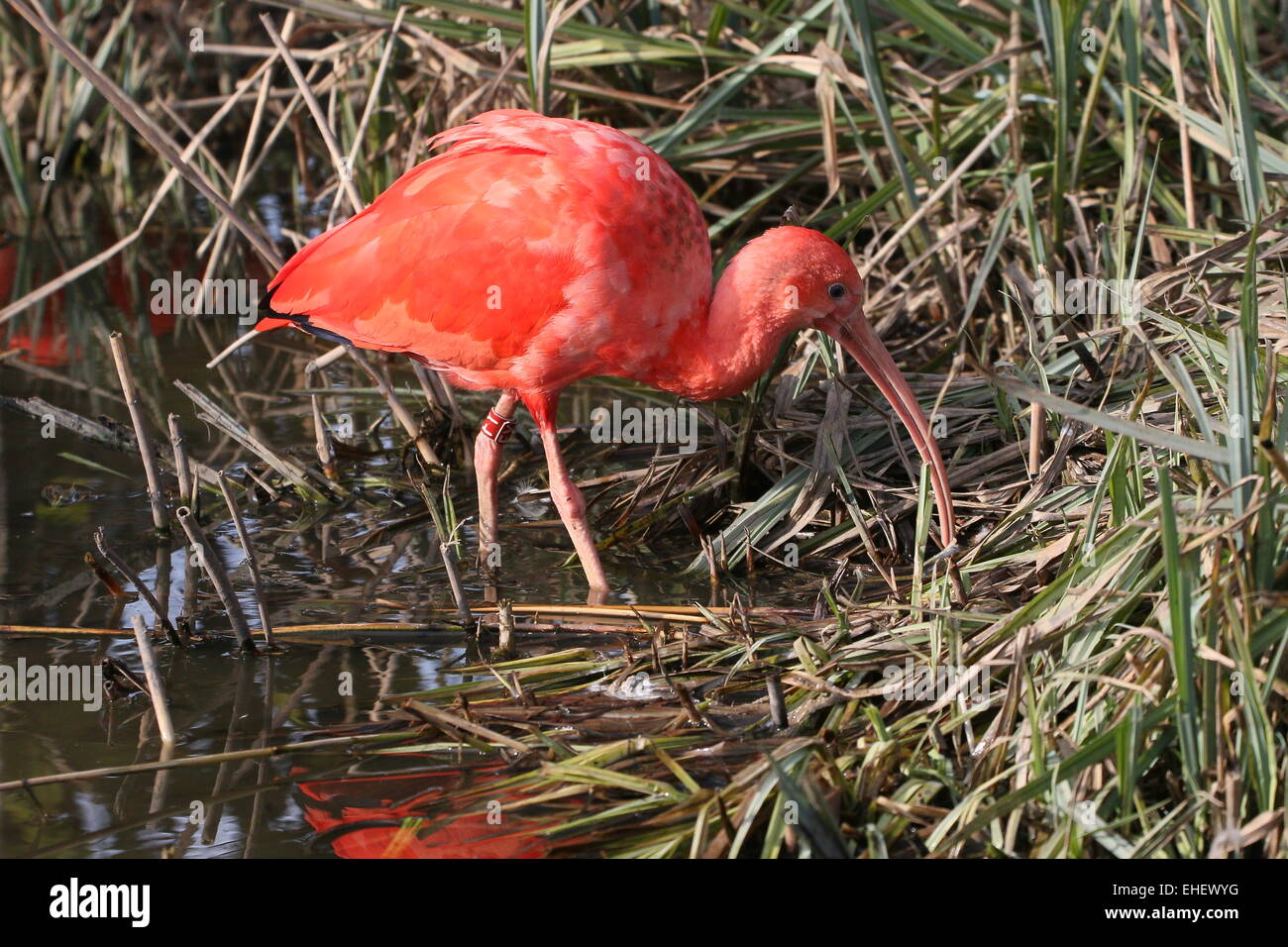 Close-up of a neotropical Scarlet Ibis (Eudocimus ruber) foraging in wetlands Stock Photo