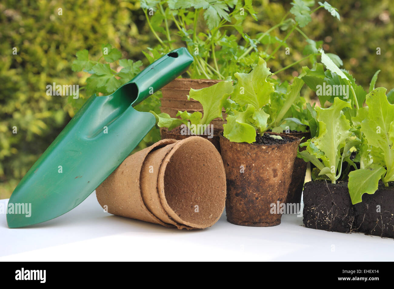 seedling lettuce in biodegradable pots with gardening tool Stock Photo