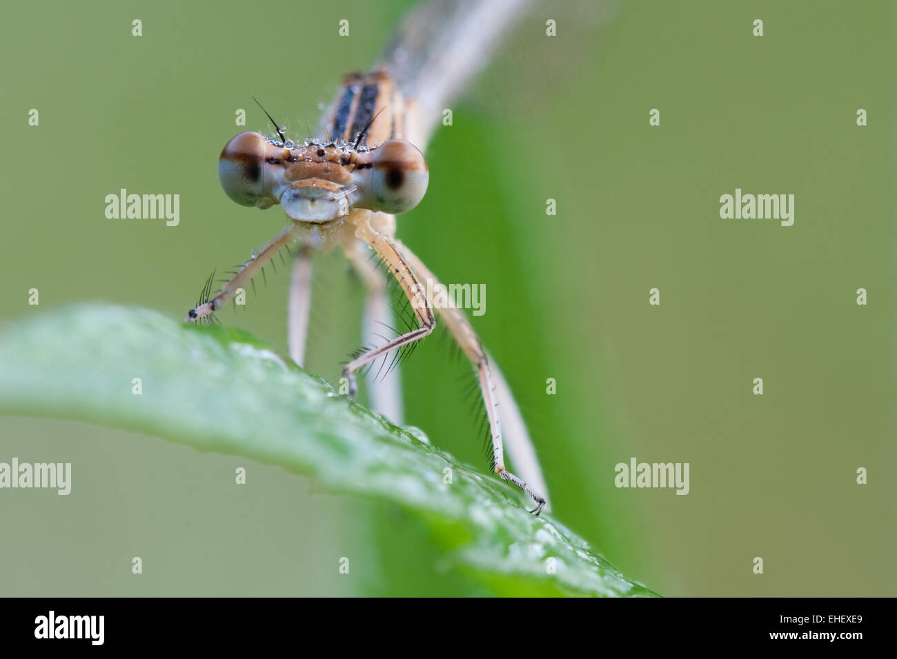 Makro damselfly hi-res stock photography and images - Alamy
