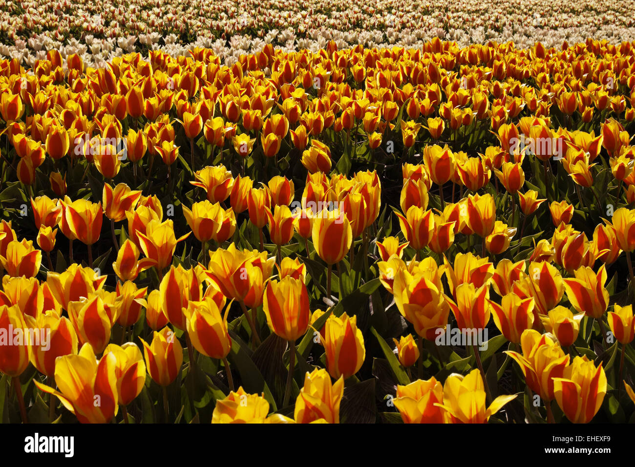 Tulip fieldnear Noordwijkerhout, Netherlands Stock Photo