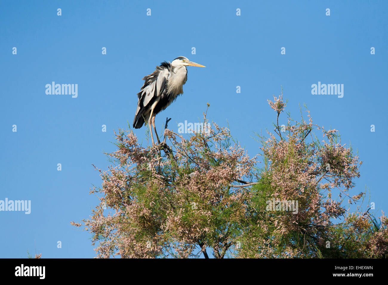 gray heron, ornithological park, pont de gau, camargue, provence, france, europe Stock Photo