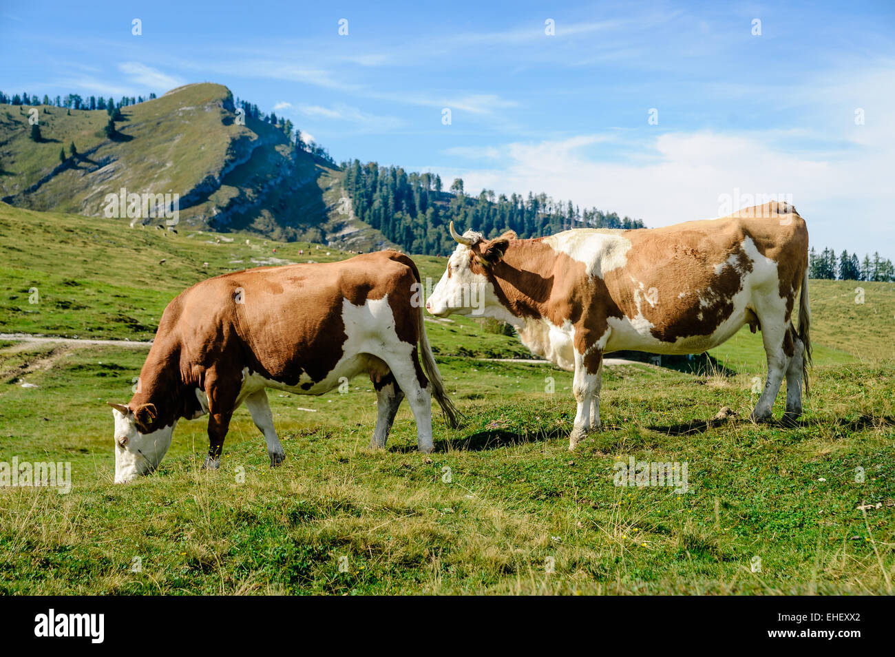 Two cows in the austrian alps Stock Photo - Alamy
