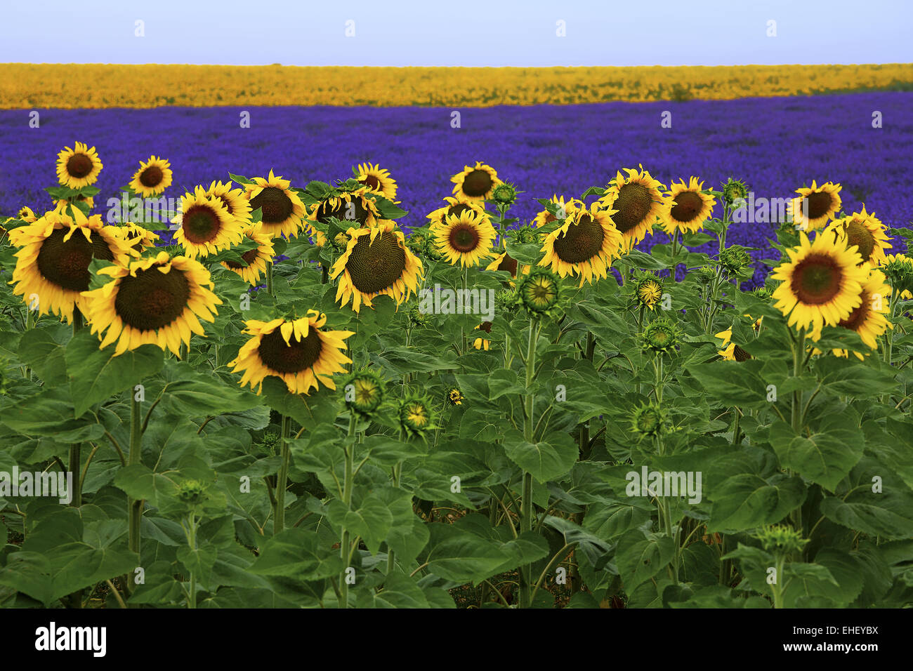 lavender and sunflowers, Provence, France Stock Photo Alamy