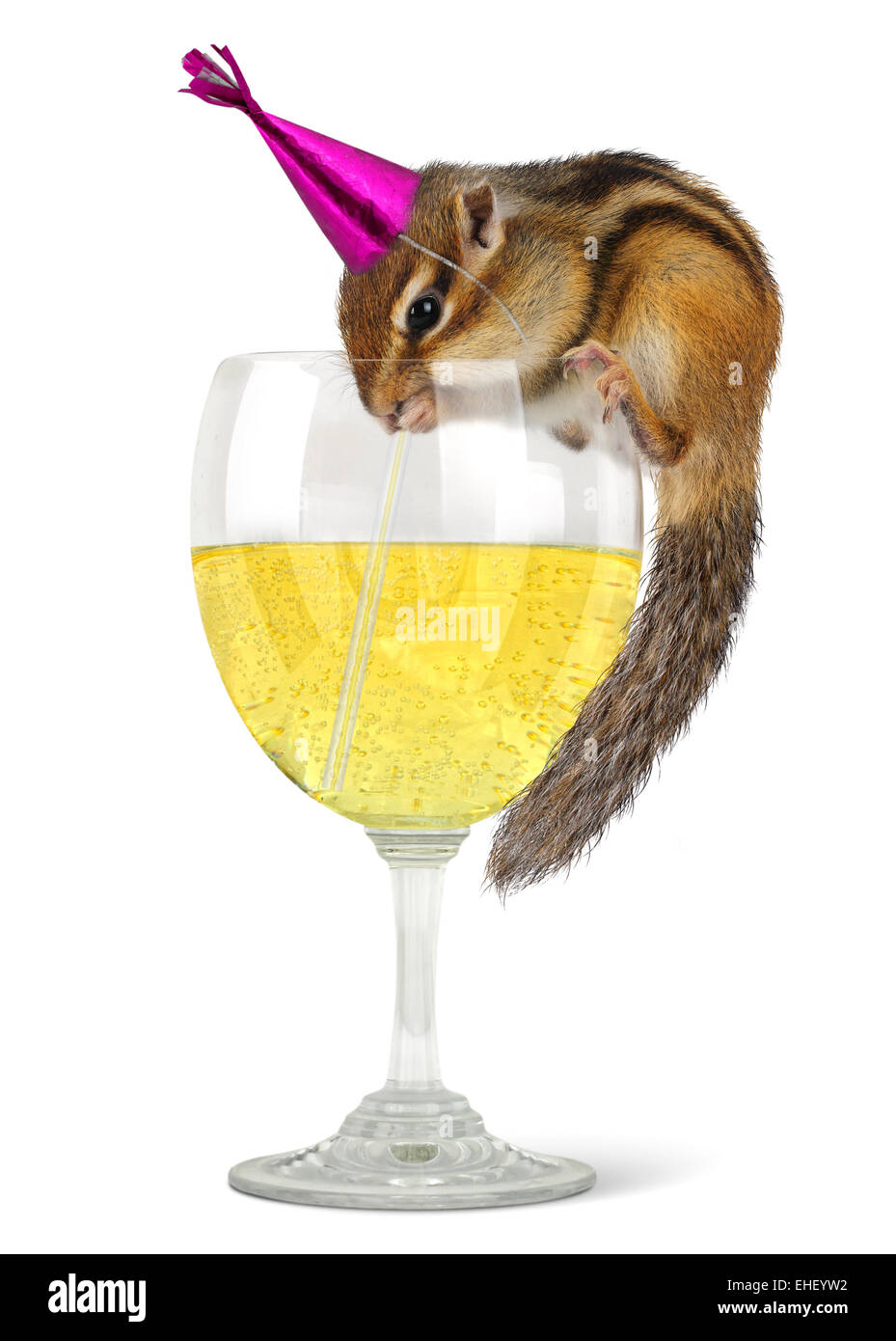 Funny chipmunk drinking champagne, celebrate concept. Stock Photo