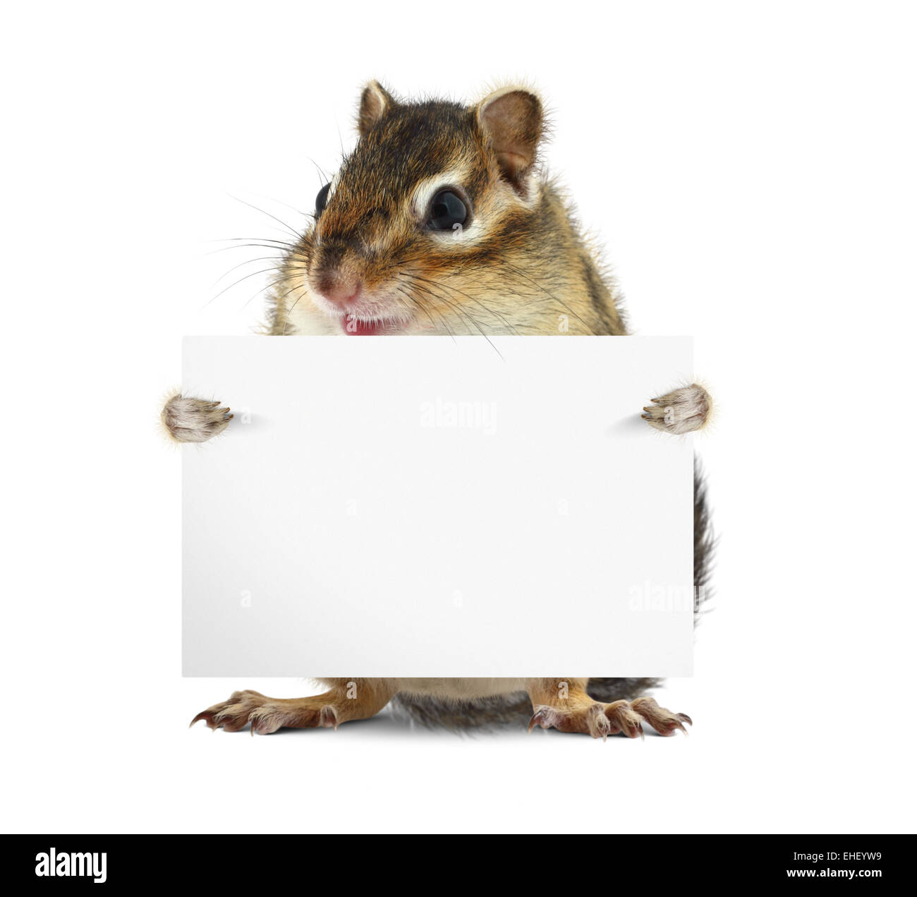 Funny chipmunk hold banner on white background Stock Photo